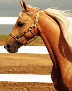 CAL AURIU DE CALARIE AMERICAN